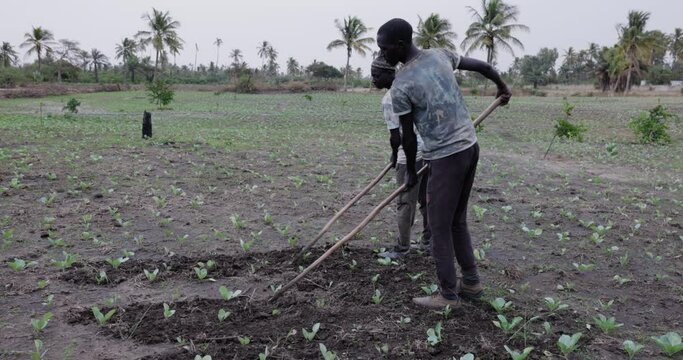 Small scale Black African farmers loosening ground with a hoe on a vegetable farm in Senegal, Sahel region. Drought, Climate Change, Desertification
