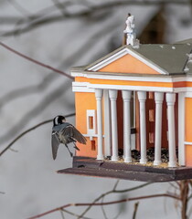 Bird feeder with tits in the form of a theater model.