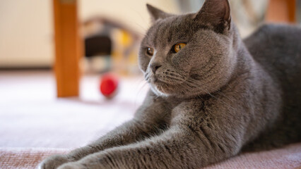 ストレッチをする猫