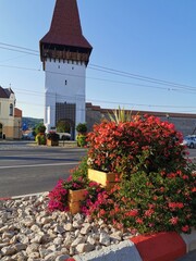 Wax Begonia bush on roadside