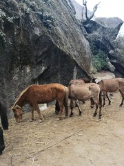 A magnificent herd of horses, their manes flowing in the wind, stand proudly side by side on the dirt field.