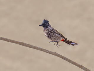A red-vented bulbul, Pycnonotus cafer, leaping on a twig, this Asian bird species is an invasive alien species spreading in Fuerteventura, Canary Islands, Spain 