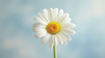 Obraz premium Beautiful white daisy flower on a light background. Close-up.