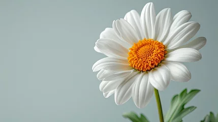 Foto op Plexiglas White daisy on gray background with copy space for your text. Generative Ai. © soysuwan123
