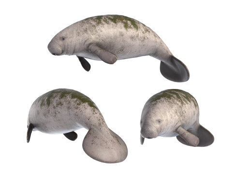 Manatee water animal. Manatee or sea cow.