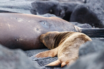 Sea lion baby drinking from mothers breast lying in between lava rocks