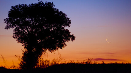 Fototapeta na wymiar Lever de lune à l'aube à côté d'un arbre