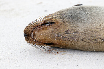 Sea lion sleeping on white sand beach in galapagos ecuador.