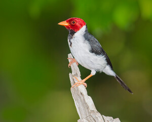 An adult Yellow-billed Cardinal perches beside a feeding station in Brazil
