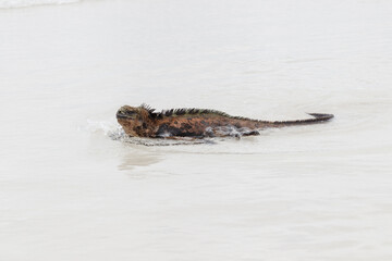 Fototapeta premium Marine iguana walking through shallow water on white sand beach in Galapagos Islands, Ecuador