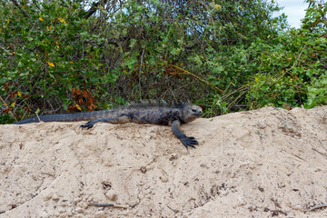 Marine iguana sitting on sand dune in Galapagos Islands, Ecuador
