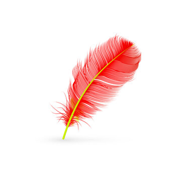 pink feather isolated on white background