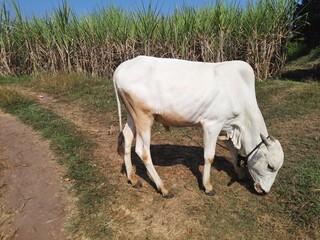 white indian calf grazing near sugarcane field