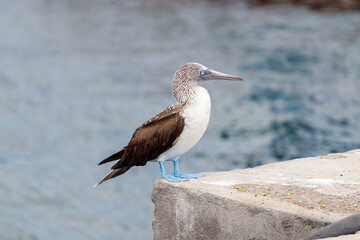 Blue footed booby standing on concrete edge in port. Galapagos, ecuador