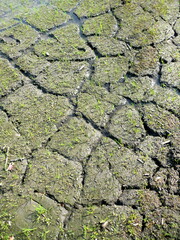 ひび割れた農地を水が潤す