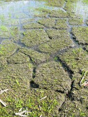 ひび割れた農地を水が潤す