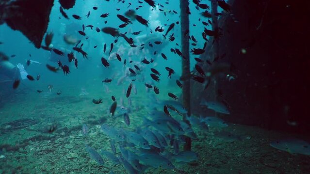 School of fish of the family apogonidae swimming
