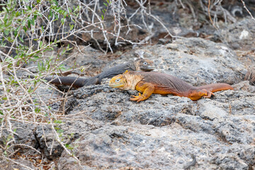 Land iguana endemic to the Galapagos islands, Ecuador