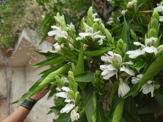 a close up of medicinal adhatoda vasica or adulsa plant with white flowers