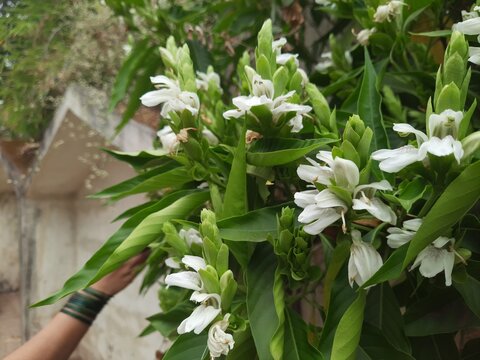 a close up of medicinal adhatoda vasica or adulsa plant with white flowers