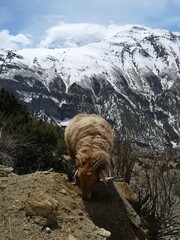 A majestic mountain goat stands atop a rocky summit, its long, curved horns reaching toward the sky.
