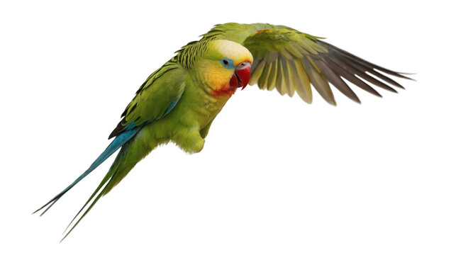 A bright and colorful parakeet soars against a clean, transparent background