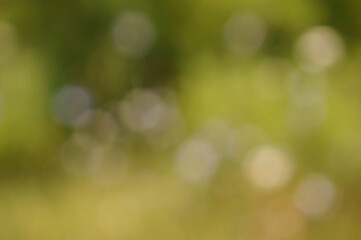 Obraz premium Blurred natural background. Wildflowers in the field.