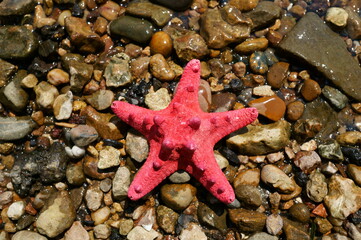 A seashell in the form of a star on the river bank. Vacation at the sea. Vacations in nature.