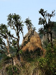 paddy straw hay in open field for animal feeding