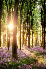 Beautiful bluebell woodland path with dawn sunrise in Hampshire England