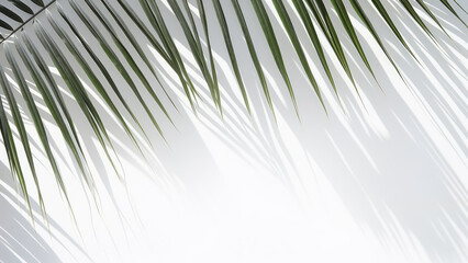 Abstract background of palm leaves, tree branches and leaf shadow on a white wall. Copy space for text, advertising. Template for invitation, greeting, celebration card.