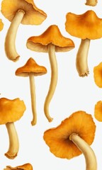 Chanterelle mushrooms on a white background. Isolated