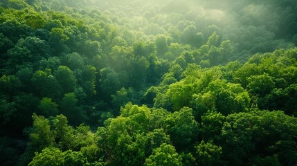 Naklejka na ściany i meble Tropical Evergreen Rain Forest, Rain Forest The nature of various plant species It is complete in terms of ecosystems, biomes, fertile areas, high angle reserved forests, and drone views.Landscape.