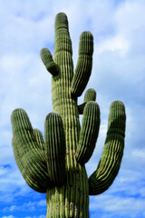 Closeup Old Saguaro Cactus Sonora desert Arizona