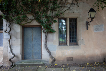 lush green vine growing over blue door and two windows that let in sunlight and fresh air.