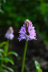 Pair of orchis italica