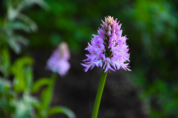 pair of orchis italica