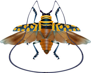 Sternotomis bohemani Käferart Insekt mit Flügel