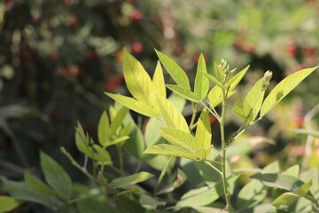 yellow flowers in the garden