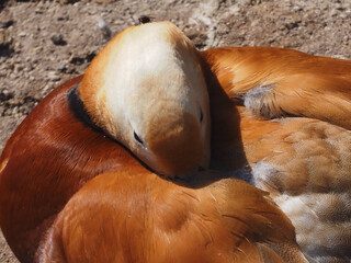 Wild ducks sunbathing by the pond