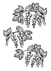 Currants on branch. Vector drawing