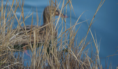 Fototapeta premium Wild ducks swimming in a pond