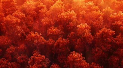 Poster temperate deciduous forest, Autumn forest orange red ancient forest and pine carpet oak beech maple tree willow mysterious colorful leaves trees nature changing seasons landscape Top view background © Sittipol 