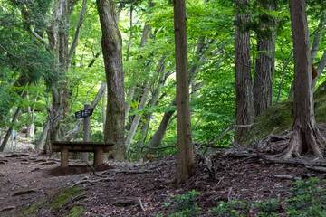 Trail from the Yakeyama trailhead to Yakeyama, Tanzawa area