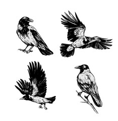 Grey crow, raven, bird, vector sketch illustration, hand drawn, black outline, engraving style