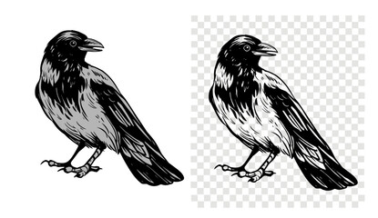 Obraz premium Grey crow, raven, bird, vector sketch illustration, hand drawn, black outline, engraving style