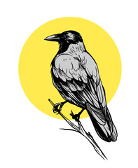 Grey crow, raven, bird, vector sketch illustration, hand drawn, black outline, engraving style