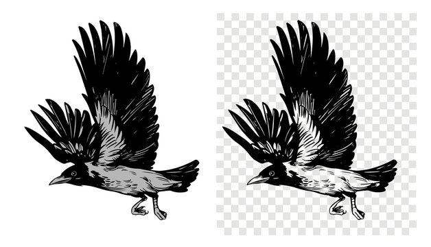 Grey crow, raven, bird, vector sketch illustration, hand drawn, black outline, engraving style