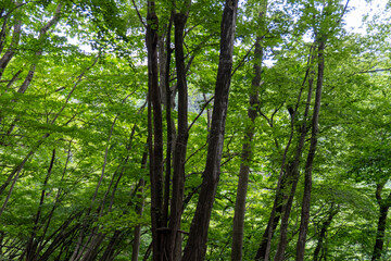Trail from the Yakeyama trailhead to Yakeyama, Tanzawa area