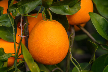 Orange garden with oranges in spring. Trees with fruits. 5